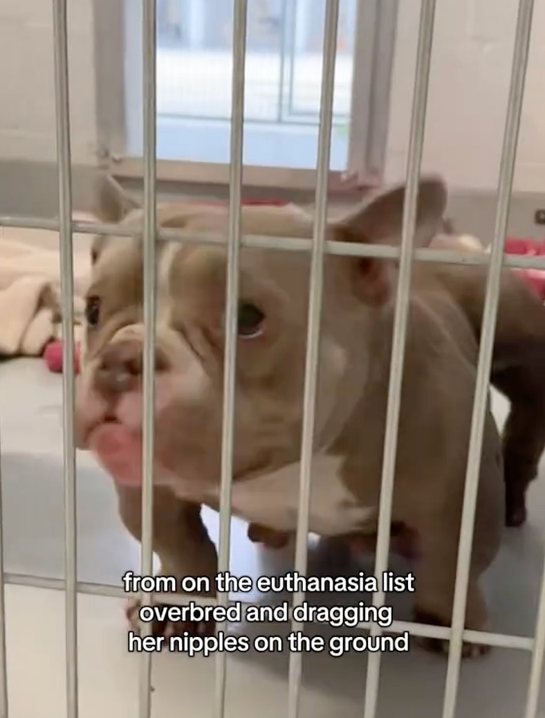These Exotic Bullies Were Almost Euthanized Due to Unethical Breeding —But One Hero Changed Their Fate